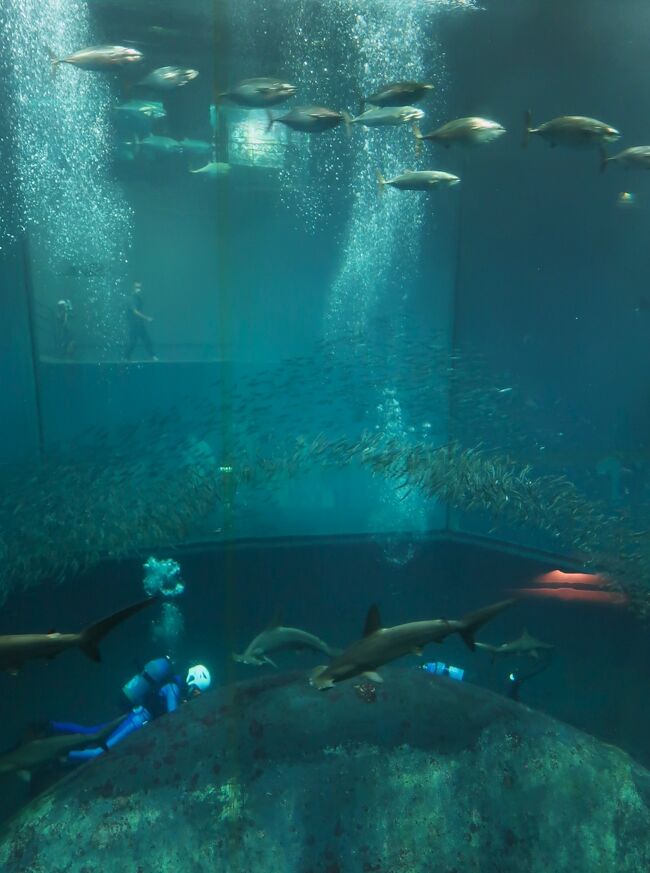 葛西臨海水族園（Tokyo Sea Life Park）は、東京都江戸川区臨海町の葛西臨海公園内にある水族館。1989年10月10日に開園した。設計は谷口吉生。東京都建設局が所管していたが、指定管理者制度により公益財団法人東京動物園協会に運営が引き継がれた。<br /><br />東京都江戸川区の葛西臨海公園内に位置し、公園内には葛西臨海鳥類園も併設されている。ドーナツ型の大型水槽を回遊するマグロ類をはじめ、47の水槽に約650種の生物が飼育されている。<br /><br />世界で初めてナーサリーフィッシュ（コモリウオ）の展示に成功している。また、展示生物たちは直接、飼育展示課調査係により現地採集されるものが多く、特に極地の水槽では珍しい生物が見られる。ただし、一般的な生物は業者からの購入に頼っている。<br /><br />飼育用の海水は、八丈島沖の海水を船とトラックで輸送している。海水を運ぶ船は専用のものではなく、青ヶ島や御蔵島向けの貨物航路の船で、その帰りに空になったスペースを有効活用する形（バラスト水）で運ばれている。1ヶ月に使用する海水は約3,000tにもなり、ほとんどがサメの水槽やマグロの水槽など大型水槽に使われる。ただし、海鳥やペンギンの水と濾過槽の逆洗用の水は水族園前の東京湾の水を濾過して使用しており、海水ではなく汽水である。<br />2015年1月 - 来園者数5000万人到達。<br />2019年1月には敷地内に新しい施設を建てる基本構想を策定。<br />2020年2月 - 東京都は、有識者による検討会で建て替え計画報告書を承認した。規模は延べ床面積約22,500平方メートル、整備費240億円から270億円を見込み、2020年度内に事業計画を策定し、2026年度にオープンする見通しとなった。<br /><br />展示概要<br />館内は広く、展示の数も多い。じっくり見て回るには相当な時間が必要である。展示方法はいたってシンプルで、あまり装飾などはされていない。多くの水槽は魚の名前と図が示されている程度であるが、調べものができる図鑑や専門スタッフのいる部屋も用意されている。 イルカ、ラッコ、アシカ、アザラシなどの海獣は展示されていない。 展示は「大洋の航海者」や「ペンギンの生態」が人気であるが、一風変わったオーストラリア近海の魚や珍しい南極海・北極海の魚なども見所の一つである。他に東京湾や日本近海の魚も多く展示しており、普段食卓に並べられる馴染み深い魚を目にすることができる。その他、一見地味だが珍しい生態を持つ魚もおり、見るべきところは多い。<br />（フリー百科事典『ウィキペディア（Wikipedia）』より引用）<br /><br />葛西臨海水族園　については・・<br />https://www.tokyo-zoo.net/zoo/kasai/<br />
