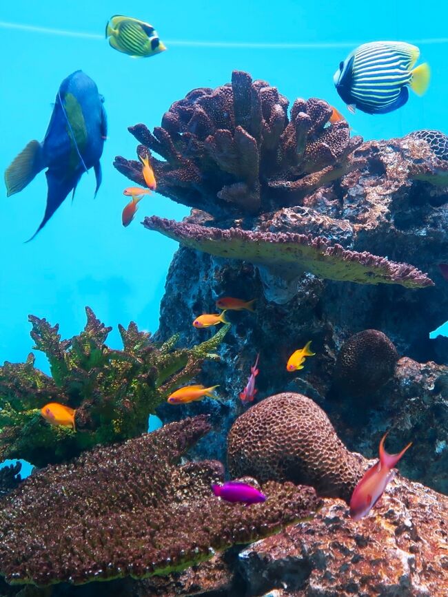 <世界の海><br /> 世界中から集められた数多くの生き物に出会えます。太平洋、インド洋、大西洋、深海、さらには北極海や南極海も。姿形やくらしかたもさまざまです。<br />水槽の近くに観察ポイントや生息地の解説があるのでご注目ください。スタッフが世界各地の海で採集してきた、ほかでは見られない珍しい生き物も展示しています。<br /><br />葛西臨海水族園(Tokyo Sea Life Park)は、東京都江戸川区臨海町の葛西臨海公園内にある水族館。1989年10月10日に開園した。設計は谷口吉生。東京都建設局が所管していたが、指定管理者制度により公益財団法人東京動物園協会に運営が引き継がれた。<br /><br />東京都江戸川区の葛西臨海公園内に位置し、公園内には葛西臨海鳥類園も併設されている。ドーナツ型の大型水槽を回遊するマグロ類をはじめ、47の水槽に約650種の生物が飼育されている。<br /><br />世界で初めてナーサリーフィッシュ(コモリウオ)の展示に成功している。また、展示生物たちは直接、飼育展示課調査係により現地採集されるものが多く、特に極地の水槽では珍しい生物が見られる。ただし、一般的な生物は業者からの購入に頼っている。<br /><br />飼育用の海水は、八丈島沖の海水を船とトラックで輸送している。海水を運ぶ船は専用のものではなく、青ヶ島や御蔵島向けの貨物航路の船で、その帰りに空になったスペースを有効活用する形(バラスト水)で運ばれている。1ヶ月に使用する海水は約3,000tにもなり、ほとんどがサメの水槽やマグロの水槽など大型水槽に使われる。ただし、海鳥やペンギンの水と濾過槽の逆洗用の水は水族園前の東京湾の水を濾過して使用しており、海水ではなく汽水である。<br />2015年1月 - 来園者数5000万人到達。<br />2019年1月には敷地内に新しい施設を建てる基本構想を策定。<br />2020年2月 - 東京都は、有識者による検討会で建て替え計画報告書を承認した。規模は延べ床面積約22,500平方メートル、整備費240億円から270億円を見込み、2020年度内に事業計画を策定し、2026年度にオープンする見通しとなった。<br /><br />展示概要<br />館内は広く、展示の数も多い。じっくり見て回るには相当な時間が必要である。展示方法はいたってシンプルで、あまり装飾などはされていない。多くの水槽は魚の名前と図が示されている程度であるが、調べものができる図鑑や専門スタッフのいる部屋も用意されている。 イルカ、ラッコ、アシカ、アザラシなどの海獣は展示されていない。 展示は「大洋の航海者」や「ペンギンの生態」が人気であるが、一風変わったオーストラリア近海の魚や珍しい南極海・北極海の魚なども見所の一つである。他に東京湾や日本近海の魚も多く展示しており、普段食卓に並べられる馴染み深い魚を目にすることができる。その他、一見地味だが珍しい生態を持つ魚もおり、見るべきところは多い。<br />(フリー百科事典『ウィキペディア(Wikipedia)』より引用)<br /><br />葛西臨海水族園 については・・<br />https://www.tokyo-zoo.net/zoo/kasai/<br />