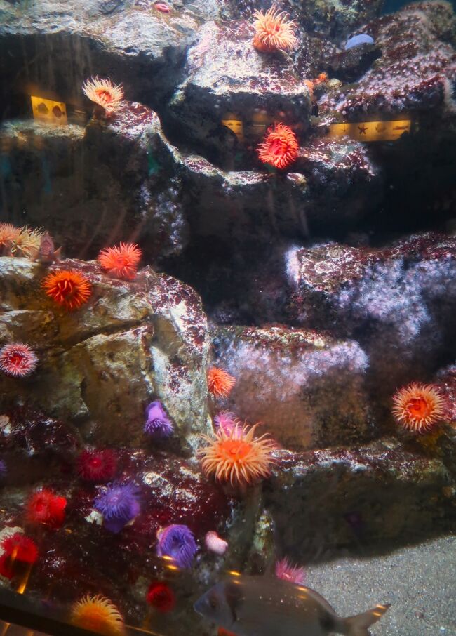 <世界の海><br /> 世界中から集められた数多くの生き物に出会えます。太平洋、インド洋、大西洋、深海、さらには北極海や南極海も。姿形やくらしかたもさまざまです。<br />水槽の近くに観察ポイントや生息地の解説があるのでご注目ください。スタッフが世界各地の海で採集してきた、ほかでは見られない珍しい生き物も展示しています。<br /><br />葛西臨海水族園(Tokyo Sea Life Park)は、東京都江戸川区臨海町の葛西臨海公園内にある水族館。1989年10月10日に開園した。設計は谷口吉生。東京都建設局が所管していたが、指定管理者制度により公益財団法人東京動物園協会に運営が引き継がれた。<br /><br />東京都江戸川区の葛西臨海公園内に位置し、公園内には葛西臨海鳥類園も併設されている。ドーナツ型の大型水槽を回遊するマグロ類をはじめ、47の水槽に約650種の生物が飼育されている。<br /><br />世界で初めてナーサリーフィッシュ(コモリウオ)の展示に成功している。また、展示生物たちは直接、飼育展示課調査係により現地採集されるものが多く、特に極地の水槽では珍しい生物が見られる。ただし、一般的な生物は業者からの購入に頼っている。<br /><br />飼育用の海水は、八丈島沖の海水を船とトラックで輸送している。海水を運ぶ船は専用のものではなく、青ヶ島や御蔵島向けの貨物航路の船で、その帰りに空になったスペースを有効活用する形(バラスト水)で運ばれている。1ヶ月に使用する海水は約3,000tにもなり、ほとんどがサメの水槽やマグロの水槽など大型水槽に使われる。ただし、海鳥やペンギンの水と濾過槽の逆洗用の水は水族園前の東京湾の水を濾過して使用しており、海水ではなく汽水である。<br />2015年1月 - 来園者数5000万人到達。<br />2019年1月には敷地内に新しい施設を建てる基本構想を策定。<br />2020年2月 - 東京都は、有識者による検討会で建て替え計画報告書を承認した。規模は延べ床面積約22,500平方メートル、整備費240億円から270億円を見込み、2020年度内に事業計画を策定し、2026年度にオープンする見通しとなった。<br /><br />展示概要<br />館内は広く、展示の数も多い。じっくり見て回るには相当な時間が必要である。展示方法はいたってシンプルで、あまり装飾などはされていない。多くの水槽は魚の名前と図が示されている程度であるが、調べものができる図鑑や専門スタッフのいる部屋も用意されている。 イルカ、ラッコ、アシカ、アザラシなどの海獣は展示されていない。 展示は「大洋の航海者」や「ペンギンの生態」が人気であるが、一風変わったオーストラリア近海の魚や珍しい南極海・北極海の魚なども見所の一つである。他に東京湾や日本近海の魚も多く展示しており、普段食卓に並べられる馴染み深い魚を目にすることができる。その他、一見地味だが珍しい生態を持つ魚もおり、見るべきところは多い。<br />(フリー百科事典『ウィキペディア(Wikipedia)』より引用)<br /><br />葛西臨海水族園 については・・<br />https://www.tokyo-zoo.net/zoo/kasai/<br />