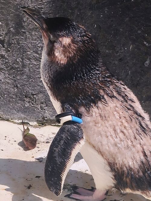 葛西臨海水族園-12 ペンギン屋外2種/控室2種 海藻の林 ☆八丈島海の幸