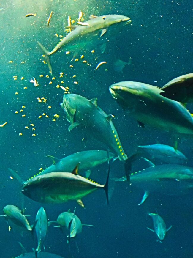 クロマグロ(黒鮪、学名:Thunnus orientalis)は、スズキ目サバ科に分類される海水魚の一種。<br />日本沿岸を含む太平洋の熱帯・温帯海域に広く分布する大型魚で、重要な食用魚である。生鮮魚介類として流通する場合にはホンマグロの名称も用いられる。<br /><br />成魚は全長3 m・体重400 kgを超え、日本沿岸で漁獲されるマグロ類としては最大種である。体型は太短い紡錘形で、横断面は上下方向にわずかに長い楕円形をしている。体表は小さな鱗があるが、目の後ろ・胸鰭周辺・側線部は大きな硬い鱗で覆われ、「胸甲部」と呼ばれる。<br />体色は背中側が濃紺、体側から腹部にかけて銀灰色をしている。<br /><br />北半球に多く南半球には少ない。外洋の表層・中層に生息する。同じくらいの大きさの個体同士で群れをなし、高速で回遊する。大型個体の遊泳速度は70-90 km/hに達すると言われる。食性は肉食で、海中を遊泳する他の魚や甲殻類、頭足類などを日中に捕食するが夜間は捕食しない。<br />寿司ネタ、刺身等に使われ、日本の消費量が世界一であるが、資源の減少により厳しい漁獲制限が進められている。国際自然保護連合(IUCN)はクロマグロを絶滅危惧種とした。<br />(フリー百科事典『ウィキペディア(Wikipedia)』より引用)<br /><br /><br />葛西臨海水族園(Tokyo Sea Life Park)は、東京都江戸川区臨海町の葛西臨海公園内にある水族館。1989年10月10日に開園した。設計は谷口吉生。東京都建設局が所管していたが、指定管理者制度により公益財団法人東京動物園協会に運営が引き継がれた。<br /><br />東京都江戸川区の葛西臨海公園内に位置し、公園内には葛西臨海鳥類園も併設されている。ドーナツ型の大型水槽を回遊するマグロ類をはじめ、47の水槽に約650種の生物が飼育されている。<br /><br />世界で初めてナーサリーフィッシュ(コモリウオ)の展示に成功している。また、展示生物たちは直接、飼育展示課調査係により現地採集されるものが多く、特に極地の水槽では珍しい生物が見られる。ただし、一般的な生物は業者からの購入に頼っている。<br /><br />飼育用の海水は、八丈島沖の海水を船とトラックで輸送している。海水を運ぶ船は専用のものではなく、青ヶ島や御蔵島向けの貨物航路の船で、その帰りに空になったスペースを有効活用する形(バラスト水)で運ばれている。1ヶ月に使用する海水は約3,000tにもなり、ほとんどがサメの水槽やマグロの水槽など大型水槽に使われる。ただし、海鳥やペンギンの水と濾過槽の逆洗用の水は水族園前の東京湾の水を濾過して使用しており、海水ではなく汽水である。<br />2015年1月 - 来園者数5000万人到達。<br />2019年1月には敷地内に新しい施設を建てる基本構想を策定。<br />2020年2月 - 東京都は、有識者による検討会で建て替え計画報告書を承認した。規模は延べ床面積約22,500平方メートル、整備費240億円から270億円を見込み、2020年度内に事業計画を策定し、2026年度にオープンする見通しとなった。<br /><br />展示概要<br />館内は広く、展示の数も多い。じっくり見て回るには相当な時間が必要である。展示方法はいたってシンプルで、あまり装飾などはされていない。多くの水槽は魚の名前と図が示されている程度であるが、調べものができる図鑑や専門スタッフのいる部屋も用意されている。 イルカ、ラッコ、アシカ、アザラシなどの海獣は展示されていない。 展示は「大洋の航海者」や「ペンギンの生態」が人気であるが、一風変わったオーストラリア近海の魚や珍しい南極海・北極海の魚なども見所の一つである。他に東京湾や日本近海の魚も多く展示しており、普段食卓に並べられる馴染み深い魚を目にすることができる。その他、一見地味だが珍しい生態を持つ魚もおり、見るべきところは多い。<br />(フリー百科事典『ウィキペディア(Wikipedia)』より引用)<br /><br />葛西臨海水族園 については・・<br />https://www.tokyo-zoo.net/zoo/kasai/<br />