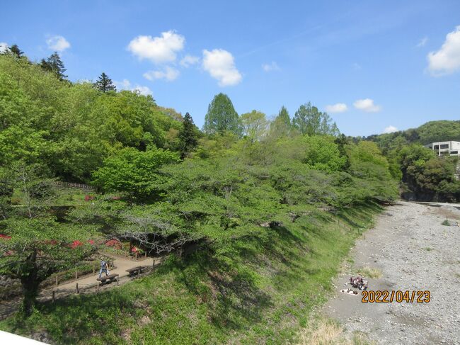 【青梅市：釜の淵公園の桜並木は、家内の祖父定吉翁が植えて、育てたものだ。】<br /><br />「釜の淵公園」は多摩川が大きく蛇行している地形をそのまま公園にしたもので、四季折々の自然美を楽しめる。<br />とりわけ桜や紅葉の名所として知られている。<br />公園周辺には○丸印を付けた地図に見るような「かんぽの宿青梅」、「青梅市郷土博物館」、「旧宮崎邸」があり、対岸に「青梅市立美術館」などがある。<br /><br />写真は釜の淵公園：鮎美橋から新緑の桜並木を遠望する。