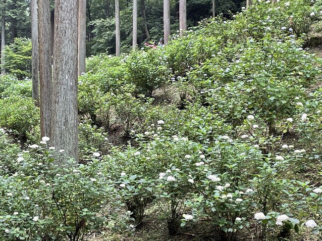 前から気になっていたあじさい山。どうやら個人で山に50年かけてあじさい植えたそう。あじさいの時間だけ公開しています。