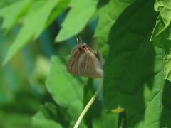 2022年森のさんぽ道で見られた蝶(34)その1)ウラナミシジミ、ツバメシジミ、ヤマトシジミ、ダイミョウセセリ