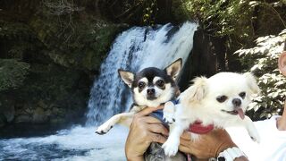22年7月わんこと行く伊豆高原 ちゃめごろう 前編 海水浴とひものと滝 静岡県の旅行記 ブログ By q太さん フォートラベル 22年7月わんこと行く伊豆高原 ちゃめごろう 前編 海水浴とひものと滝 静岡県の旅行記 ブログ By q太さん フォートラベル