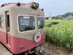 ぷらっとお散歩.。o○　カオスな銚子電鉄でヒマワリ見に行こっ♪　ところがどっこい早かった(ﾟДﾟ;)