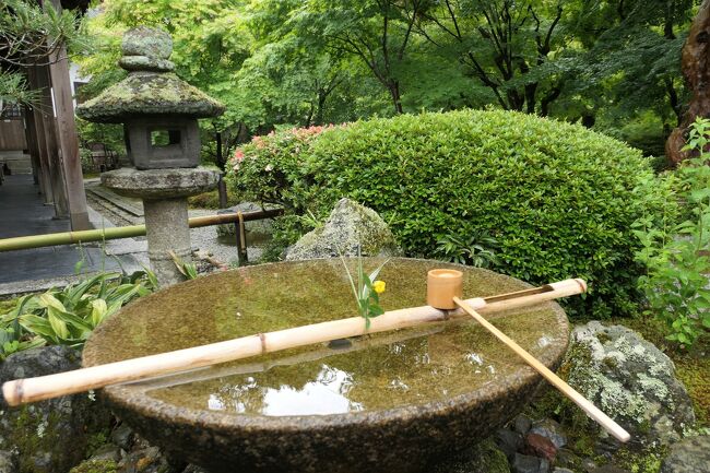 初夏の三重・奈良・京都♪　Vol.239 ☆青もみじの美しい「圓光寺」♪