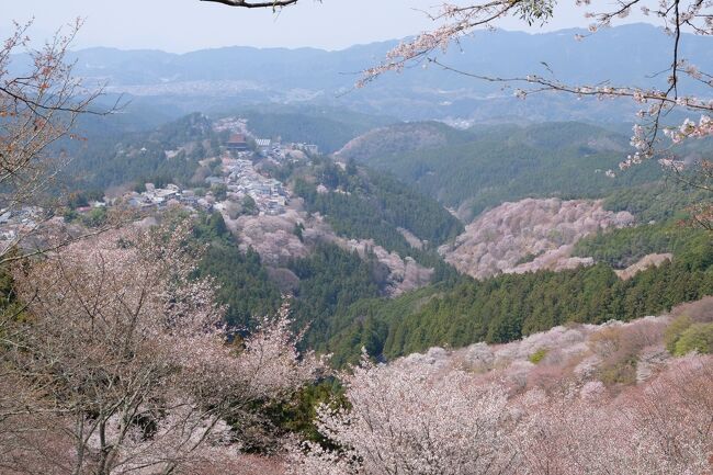 近鉄特急青のシンフォニーの片道の予約が出来たので奈良の吉野桜を見に行ってきました。<br />成田を7時のフライトで関空8時40分に到着、南海で大阪に向かいましたが地震の影響で少し遅れ気味です！<br />何とか阿倍野橋から近鉄電車を乗り継いで吉野駅に正午に到着し、自宅からは6時間半とかなり遠い道のりでした。<br />帰りの近鉄特急の指定席が16時と滞在時間は4時間なので行ける所まで行こうと思います。<br />そして初っ端の吉野のロープウェイは結構行列が出来ているので、徒歩で一気に登って行った方が早いと考えてパスしました。<br />ど平日なのに晴天もあってか人はなかりの多さでしたが、晴天に照らされる満開の吉野桜が美しく写真を撮ってると中々進まない！<br />しかし目標の上千本を超えて青根ヶ峰まで行って何とか近鉄の青のシンフォニーに乗車する事が来ました。<br />でも宿が和歌山だったので大阪からも旅でした。