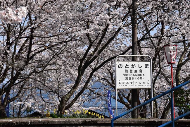 「のと鉄道七尾線」は、JR七尾～穴水まで8駅、33.1kmの区間を七尾湾沿いに走り、海の景色が自慢のローカル線です。<br />そして4月上旬には沿線に桜の花が咲き誇ります。<br /><br />特に「能登鹿島駅」では、昭和7年（1932）開業当時に地元の人が植樹した桜が見事な桜トンネルとなり、「能登さくら駅」の愛称があります。<br />2022年の能登鹿島の桜は、4/6開花、連日の気温上昇により一気に見頃となり、本日4/10は7～8分咲きになりました。<br />桜の開花状況は「能登鹿島駅さくら保存会」の公式ブログで確認できます。<br />　http://blog.livedoor.jp/notosakuraeki/<br /><br />七尾湾は海上にある能登島によって、七尾南湾・西湾・北湾に分かれています。<br />「のと鉄道」は七尾港のある「七尾南湾」、和倉温泉～能登中島間の「七尾西湾」、西岸～穴水間の「七尾北湾」を順番に進み、各々独特の風景が楽しめるのでこれから車窓風景を紹介します。<br /><br />今日は高岡から金沢を経由し、七尾から「のと鉄道」に乗り、桜が見頃になった「能登鹿島駅」を訪れます。<br /><br />なお、旅行記は下記資料を参考にしました。<br />・JR西日本「特急列車の列車名決定について 能登かがり火」、2014/10/7<br />・着ぐるみプラス「とうはくん」<br />・七尾駅展示説明「33kgレール」<br />・JRおでかけネット「花嫁のれん」<br />・「花咲くいろは」の公式サイト<br />・のと鉄道「沿線ガイド、駅愛称名」「車両紹介」「観光列車のと里山里海号」<br />・水辺遍路「赤浦潟」<br />・能登半島和倉温泉わくらづくしのHP<br />・鉄道ホビダス「のと鉄道で貸切の「急行ゆのさぎ～緒花見列車～」を運転<br />・鉄道遊走「2022年 急行「ゆのさぎ」～緒花見列車～運転について」<br />・こみみ情報局「明治橋と平成橋」：大津の入江<br />・こみみかわら版「七尾市大津町」「大津潟の天然うなぎ」「中島町笠師」<br />・七尾湾里海マップ：「大津潟の天然うなぎ」「カキ棚」「七尾湾は里海」<br />・一路一会、古い町並みと集落・北陸「中島」<br />・国鉄10系客車：郵便車<br />・「能登鹿島駅さくら保存会」の公式ブログ<br />・のとルネ「能登島と本土に架かる美しいハープ橋　ツインブリッジのと」<br />・ウィキペディア「能登かがり火」「七尾線」「七尾駅」「のと鉄道」「のと鉄道能登線」「のと鉄道NT100形・NT200形・NT300形気動車」「花嫁のれん (列車)」<br />