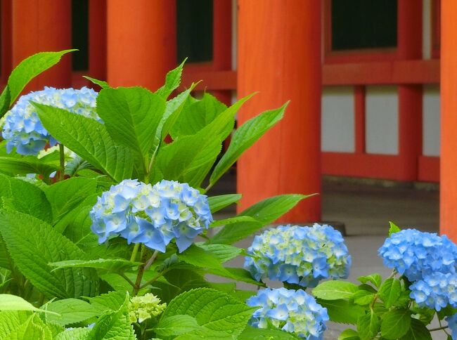 智積院の庭園を観ようと行ってみたら、大きな行事があるらしく<br />数日間は拝観出来なくなっていて、お寺の方も忙しそうにされて<br />いたのでその場にいるのも憚られ、早々に退散して<br />近くの三十三間堂へ行きました。<br /><br />今まで三十三間堂の『庭園』はピンとこなかったのですが、<br />2021年3月に、旧庭園をベースに新しく本堂東側に<br />池泉回遊式庭園が整備されていました。<br /><br />真新しい庭は、まだ周囲の雰囲気に溶け込んでいるとは<br />言えませんでしたが、小さな庭に四季の花が咲くように<br />工夫され、若い木々が成長し　年月を重ねると<br />建物と調和するのではと思える庭でした。<br /><br />