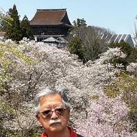 【吉野探桜録】中千本で満開の桜に巡り合った