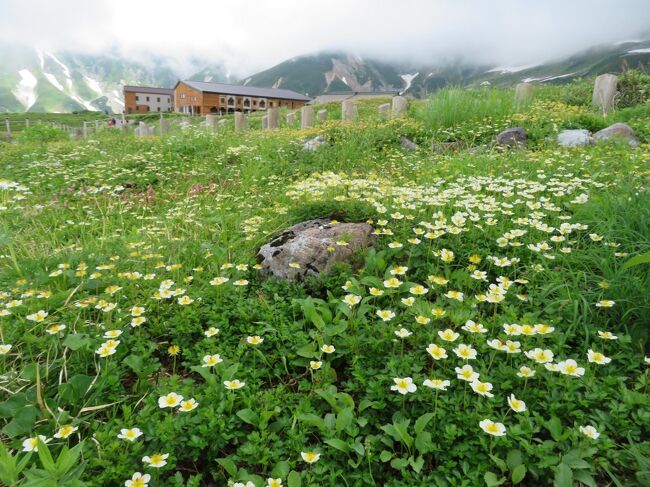 猛暑が続く中、避暑を兼ねて１泊２日で立山に向かうことにした。<br />夏のこの時季は高山植物も沢山咲き誇ることから、立山アルペンルートの途中駅である弥陀ヶ原で下車し、初日は室堂まで高原地帯をハイキング。一帯は湿原地帯が多く高山植物の生育に適した環境となっているが、湿原の奥に進むにつれて笹などが深く茂り、植生が変わる。<br />縦走する人は少ないようで、湿原を抜けて天狗平手前までは木道も傷み、あまり整備も行き届いていなかった。天狗平から室堂までは、室堂からハイキングする人があり比較的整備も行き届いていた。<br />天気は晴れ間は出たが、雲やガスは多目で、午後には少し小雨にもなった。<br />宿は温泉もあり、汗を流すことができた。<br />翌日は日の出前に出発し、立山三山などをぐるっと周回。<br />星空から始まり、富山湾、剱岳、後立山、富士山など360°のパノラマを眺めながら、足下には高山植物もあり、また岩場の通過など変化に富んだ登山を楽しんだ。<br />昼頃には室堂に下山したが、その頃にはまた雲やガスが広がっていた。<br />帰り道、安価な日帰り温泉に立ち寄りました。<br />立山亀谷温泉白樺の湯<br />(受付で石鹸購入又は持参のこと。時間、休業日注意。)<br />https://www.toyamashi-kankoukyoukai.jp/?tid=102269