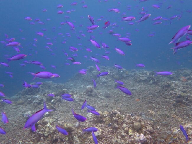 怒涛の沖縄月間（２９）西表島ダイビング色鮮やかな魚たちと行こう竜宮城＆居酒屋いるむてぃや＆【お知せ】