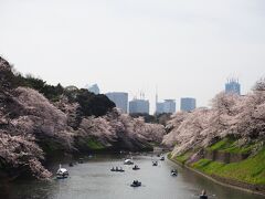 千鳥ヶ淵お花見②