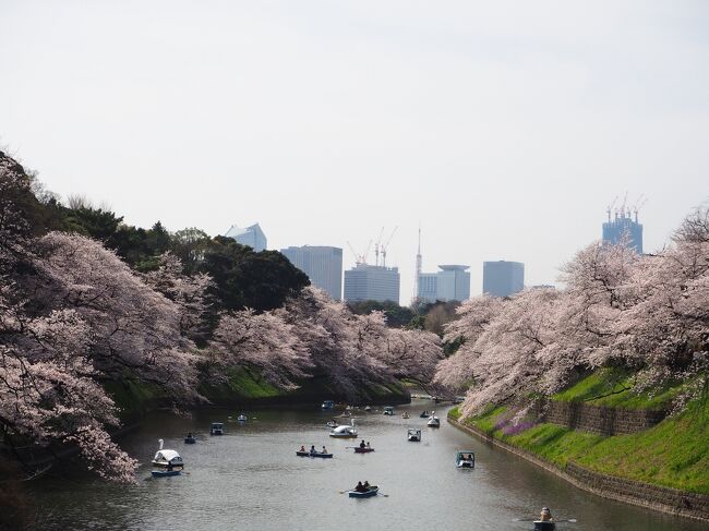 千鳥ヶ淵にお花見に出かけました。<br />平日でしたがかなり混雑していました。<br />お天気もよく、桜もちょうど見ごろでした。