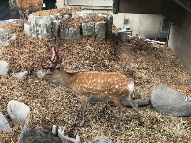 娘と二人で北海道（旭山動物園、北きつね牧場、北の大地の水族館など）その①