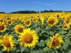 2022年夏休み　～ひまわりの里・留萌・増毛～