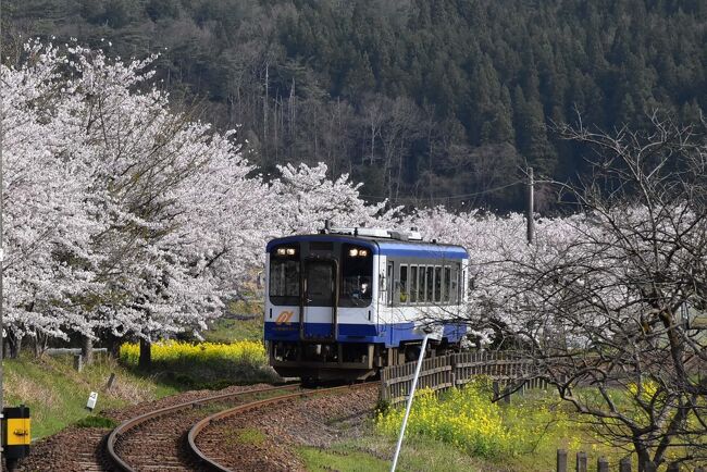 能登半島の内浦に面した「のと鉄道 西岸駅」。<br /><br />「西岸駅」は桜トンネルで有名な「能登鹿島駅」とは異なり、田園地帯を「のと鉄道」が走り、沿線には桜と菜の花が彩る里山風景が続きます。<br />駅前から見える高台の「小牧台（おまきだい）」には、国民宿舎「能登小牧台」があります。<br />そこから眺める七尾北湾は、紺碧の海に青島とカキ棚が浮かび、朝日が昇ります。<br />昭和46年（1971）に開業した国民宿舎「能登小牧台」は、2022年4月より経営者が変わり「お宿ねっと」が運営しています。<br /><br />また、「西岸駅」はアニメ「花咲くいろは」に登場する「湯乃鷺駅（ゆのさぎえき）」のモデルになったところで、聖地巡礼地になっています。<br /><br />「西岸」では春の花が彩る里山風景と鉄道写真を撮り、全室オーシャンビューの国民宿舎「能登小牧台」に泊まり「まるごとおもてなし」のサービスを楽しみます。<br /><br />なお、旅行記は下記資料を参考にしました。<br />・のと鉄道「西岸駅」<br />・こみみかわら版「西岸ヨットハーバー」<br />・無印良品、くらしの良品研究所「屋根瓦に見える風土と暮らし」：能登瓦<br />・国民宿舎「能登小牧台」のHP<br />・こみみかわら版「カキ棚」<br />・石川県「七尾湾里海マップ」：青島<br />・能登の自然ー四季のアルバムー「マダラチュウヒ」<br />・能登野菜「中島菜」<br />・中島アグリサービス「中島菜うどん」<br />・NHKみちしる「西岸駅」<br />・七尾市「明治の館」<br />・都道府県市区町村、落書き帳アーカイブス「千葉県、石川県におけるカタカナ字名」<br />・ウィキペディア「西岸駅」「国民宿舎」「サーモンピンク」<br />