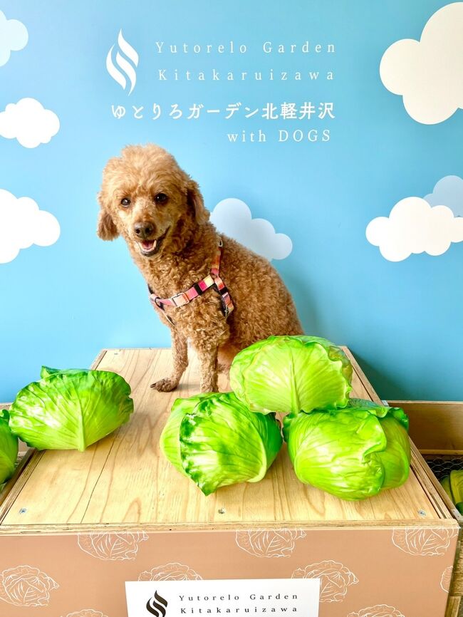 あまりに暑いので、北の高いところへ避暑に行こうとホテル予約したら、その日は自分の家方面も涼しかった(汗<br />SNSで見たキャベツのフォトスポットが可愛かったので、一番の目的はこの写真を撮ること。<br />特になにもしてませんが、どなたかのホテル選びの参考になればと、撮ってきた写真を載せておきます。