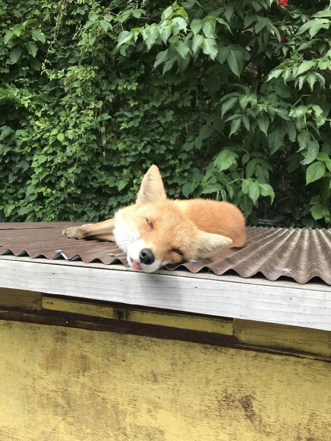 前日の旭山動物園と層雲峡温泉を満喫したのに続き、今日はこの旅の本番、北きつね牧場に向かいます。温根湯は関西の人からすると恐らく馴染みの無い温泉地だと思いますが、長閑な街並みや雰囲気が心地よく、機会があればまた是非来てみたいと思う場所でした。