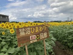 2022年も鷺沼ひまわり回廊と鷺沼ひまわり「ミニ」回廊をぶらり/目の前が黄色に染まる真夏の風景