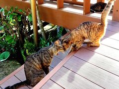 キジトラ猫親子とトンビの朝ごはん　風の抄で過ごす夏休み