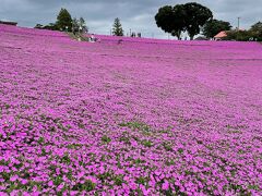 千葉/夏休みその1。マザー牧場でペチュニアを楽しんでから愛犬と海辺の別荘生活@シーグラス白浜(2022年8月)