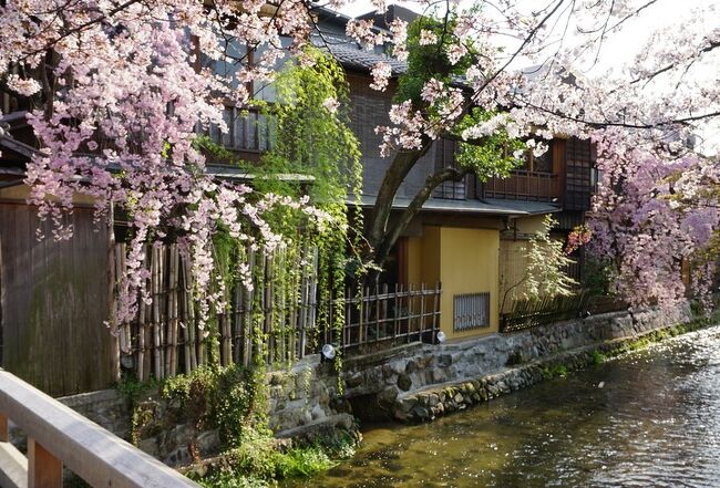 春爛漫、桜の花に酔いしれる京都・滋賀の旅♪ vol.２　建仁寺、白川南通り、八坂神社、狐の嫁入り、長楽館、梅小路・花伝抄