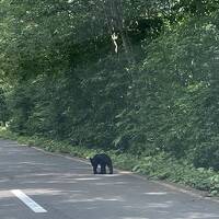 夏旅、東北へ（1）まさかの子熊に出会って固まってしまった！