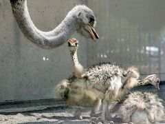 ３年半ぶりの旭山動物園レッサーパンダ遠征2022（７）雛鳥に夢中！～ととりの村・ダチョウ・ペンギン～オランウータン・チンパンジー・トナカイ