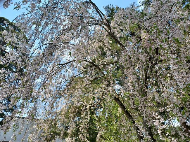 ここ数年、まとまった休みがあると東北に行きたくなる私です。行きたくなるだけで実際には行けないことの方が多かったんですけどね。<br /><br />GWは気仙沼で漁港の風景と美味しい海鮮を楽しみつつ、帰りは岩手県の平泉に立ち寄り歴史を感じる・・とても素敵な旅になりました。以前から興味があり行きたいと思っていた場所に行けたので大満足です♪