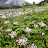 爽やかさ１００パーセント！　真夏の北海道で『花』と『自然の大地』を楽しむ旅♪　VOL.２＜旭岳温泉ベアモンテ＆姿見散策＞