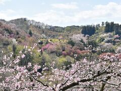 福島の桃源郷 花見山2021 のんびりお花見歩き