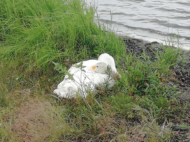 ホテル→ウトナイ湖→白老(ウポボイ)