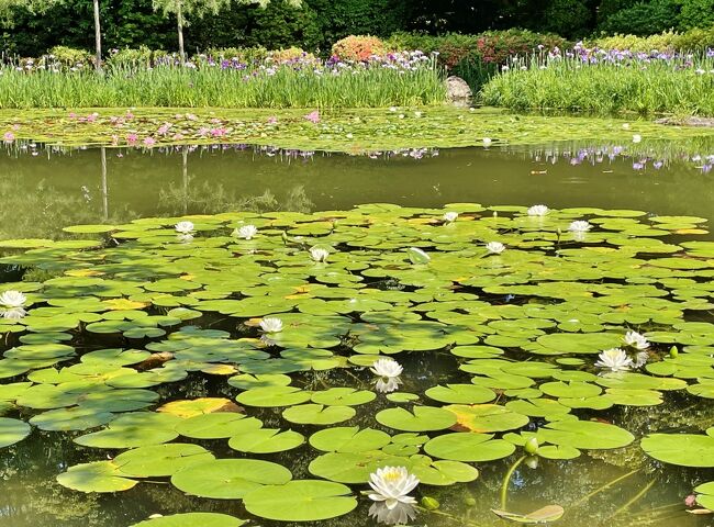 ポンペイ展を見に京都へ。当初は美術館と平安神宮だけの予定でしたが、リニューアルオープンした閑院宮邸跡収納展示館や仙洞御所へもと、予定が次々増えて結局京都で1泊することにしました♪<br /><br />主な日程はこちら↓<br />6/1(水) 閑院宮邸跡～仙洞御所～ホテルインターゲート京都四条新町泊<br />6/2(木) 平安神宮～京都市京セラ美術館「ポンペイ展」～三条周辺町歩き⇒帰宅<br /><br />