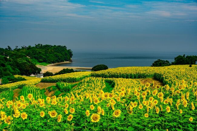 16ヘクタール、160万本の長崎婆のひまわり畑、前回(7月28日)に続き、残りのひまわりが一斉に見頃を迎えていました。<br />