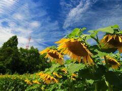 夏の強い日差しにも負けない♪　愛知牧場のひまわり♪