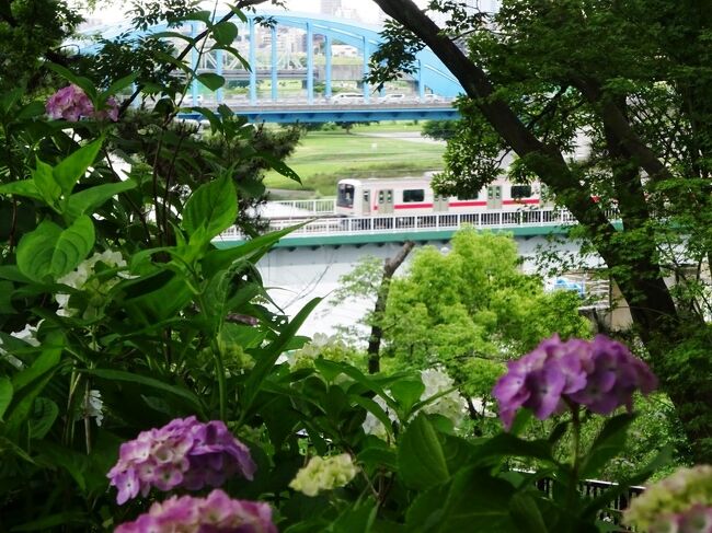 「自由が丘東急三角地帯」。自由が丘付近は、東急東横線、目黒線、大井町線の三路線に囲まれたトライアングル地帯、そして、東急電車を撮影するための撮り鉄ポイントが集中する。<br /> 電車を眺めるだけでなく、このあたりは若者の町自由が丘、高級住宅地田園調布といった街歩きにも最適なうえ、すぐ近くの東急多摩川駅周囲は緑の豊かな丘陵公園と、そして紫陽花の名所がある。<br /> 6月上旬にアジサイの時期に、東急電車の撮影と紫陽花見物をかねて、街歩きをしてきました。今年は紫陽花の開花が遅く、どうかなと思いましたが懸念は杞憂に終わり、丘陵一帯見事な紫陽花一色でした。