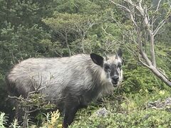 バスと電車で行く夏長野旅3泊4日③～高峰温泉、池の平湿原～