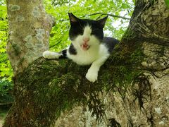 母・弟と行くお盆の浄瑠璃寺～猫ちゃんと遊べる素敵なお寺です(#^.^#)