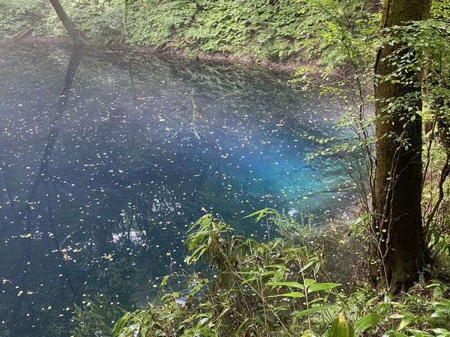 2022年8月　東北9日間(3)　白神山地　十二湖とブナ林散策