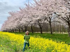 レンタカーで東北桜巡り　3　大潟村 桜と菜の花