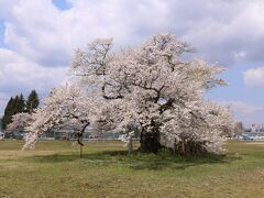 会津高田へ桜を見に行く