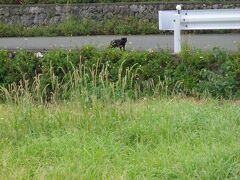 猫探し【鹿児島（与論島歩いて一周 その３・与論民俗村～サザンクロスセンター）編&#917763;】