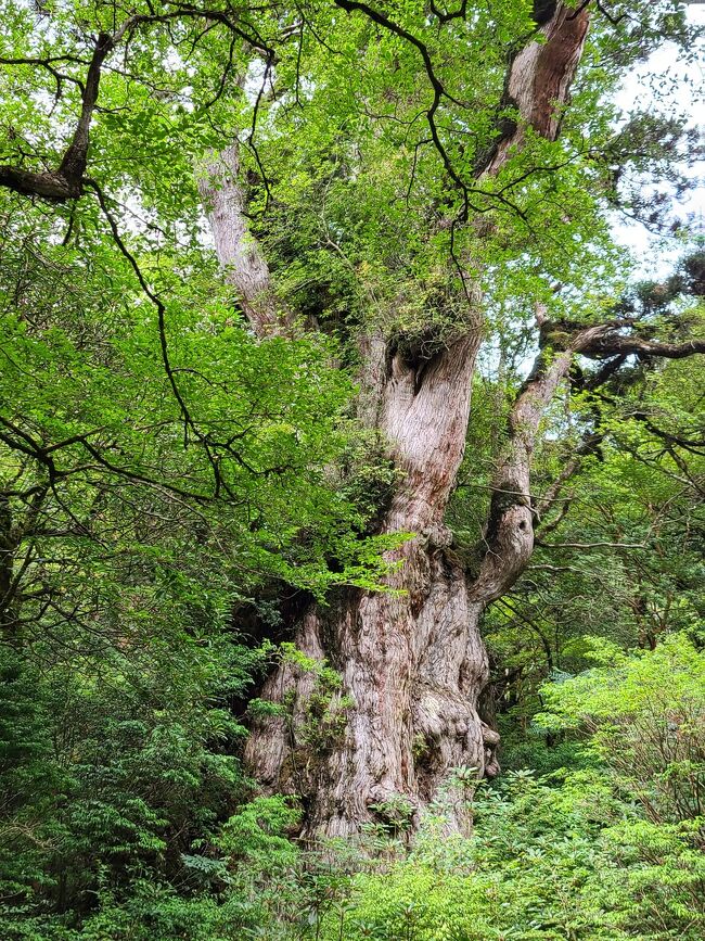 昨年、屋久島へ行ったが、大雨で縄文杉ツアーが中止に・・・どうしても縄文杉に会いたくてリベンジしに再訪！<br /><br />昨年と違って天気に恵まれ、最高のコンディションでツアーへ参加！<br />が、思った以上にハードなトレッキング(;´д｀)<br />