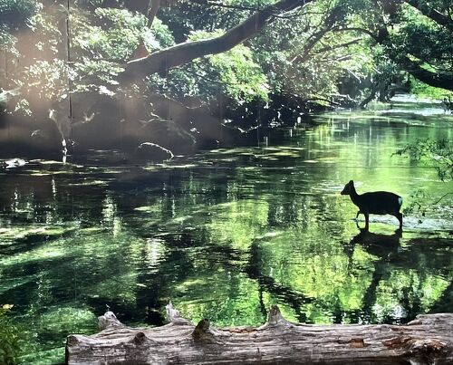 2022 葉月 屋久島ちょいブラ！ 4日目~5日目』屋久島(鹿児島県)の旅行記