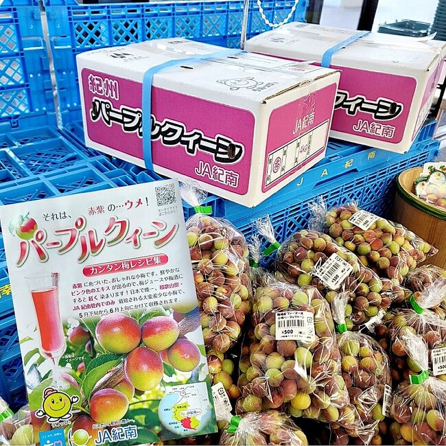小梅の品種で「パーフルクィーン」があります。<br /><br />去年梅シロップを作り、炭酸で割って梅ジュースにして頂いたらとても美味しかったので、今年は生産地まで買いに行って来ました。<br /><br />「梅の実を買いにゆく旅☆彡」<br /><br />初めて訪れる和歌山県は日帰り。少し観光もできて良い旅気分も味わえました。<br /><br /><br />-- 旅のメモ  --<br /><br />・JAL特典航空券　15,740マイル使用（1人当たり）<br />・交通費（自宅～羽田空港）：8,240円<br />・現地レンタカー：3,850円<br />・レンタカーガソリン代：680円<br />・駐車代：500円<br />・食事代：5,190円（1人当たり）<br />※ パープルクイーン（小梅）500g=500円×2袋<br />※ ミスなでしこ（小梅）500g=600円×2袋<br /><br /><br />- 訪れた場所 -<br /><br />・ 南紀白浜空港<br />・ JA紀南<br />・ JA紀南 ファーマーズマーケット紀菜柑<br />・ 観音山フルーツパーラー 南紀田辺店<br />・ 産直市場よってって いなり本館<br />・ 海ごはん山ごはん マルキヨ<br />・ 白良浜 海水浴場<br />・ 福菱 Kagerou Cafe かげろうカフェ<br />・ 千畳敷<br />・ とれとれ市場 南紀白浜<br />・ カタタの釣り堀<br />・ 羽田空港第１旅客ターミナル