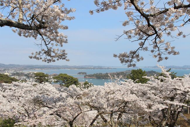 日本三景の松島の桜を見るべく、周囲の桜スポット、観光スポットと合わせて行ってきました。<br />調べるうちも米沢城址の桜がどうしても見たくなり、結局、レンタカーの時間を変更し仙台からの高速バスを利用して<br />行ってきました。<br />天気に恵まれ桜も満開でよかったです。