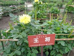 夏の川西ダリヤ園