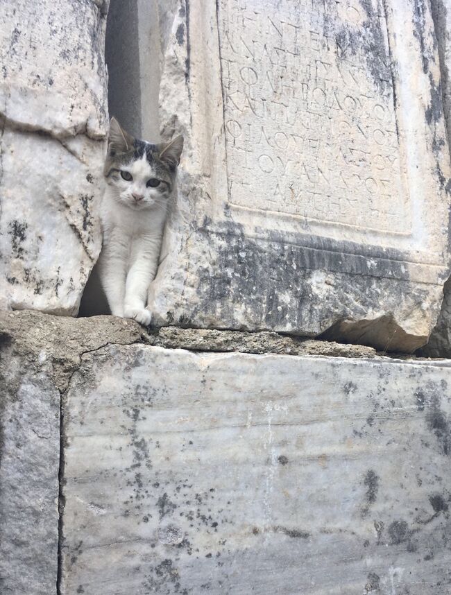 トルコとギリシャの旅行中に出会ったネコがみんなきれいで可愛くて。<br />たくさん写真あったので、まとめてみました。<br /><br />トルコはみんなで野良猫を可愛がっているそうで、みんなきれい。<br />日本の野良はごはんはもらっててもケガしてたり病気っぽいのが気になったりするけれど、トルコで出会ったネコはそうゆうのがぜんぜんいなくって。<br />ごはんもいっぱいもらって、どこでも人のそばでくつろいでるかんじでした。<br /><br />代わりにガリガリの犬がたまにいて、差がすごいとも思います。。。